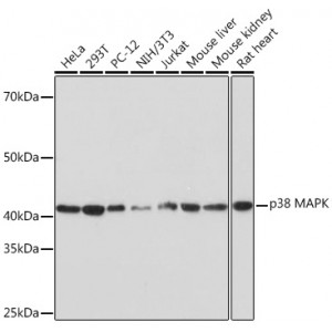 KO-Validated p38 MAPK Rabbit mAb (20 μl)