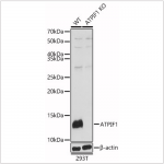 KO-Validated ATPIF1 Rabbit pAb (20 μl)