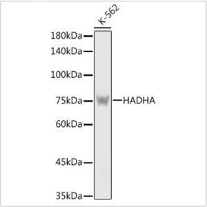 KO-Validated HADHA Rabbit pAb (20 μl)