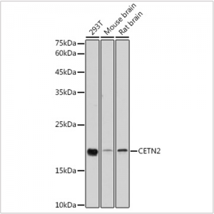KO-Validated CETN2 Rabbit pAb (20 μl)