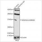 KD-Validated NDUFA13/GRIM19 Rabbit pAb (20 μl)