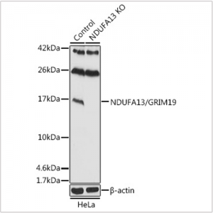 KD-Validated NDUFA13/GRIM19 Rabbit pAb (20 μl)