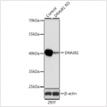 KO-Validated DNAJB1 Rabbit pAb (20 μl)