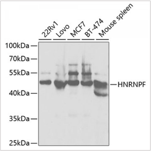 KO-Validated HNRNPF Rabbit pAb (20 μl)
