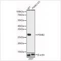 KO-Validated PSME2 Rabbit pAb (20 μl)