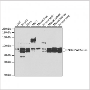 KO-Validated NSD3/WHSC1L1 Rabbit pAb (20 μl)