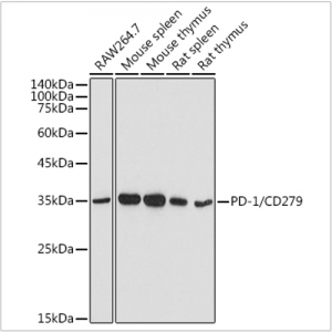 KO-Validated PD-1/CD279 Rabbit pAb (20 μl)