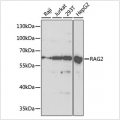 KO-Validated RAG2 Rabbit pAb (20 μl)