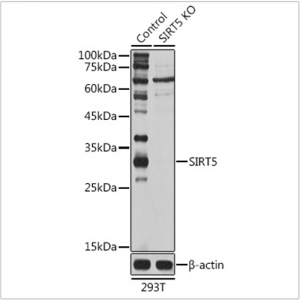KO-Validated SIRT5 Rabbit pAb (20 μl)