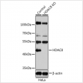 KO-Validated HDAC8 Rabbit pAb (20 μl)