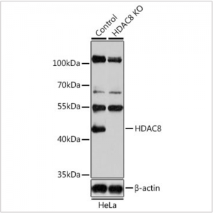 KO-Validated HDAC8 Rabbit pAb (20 μl)