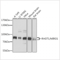 KD-Validated RHOT1/MIRO1 Rabbit pAb (20 μl)