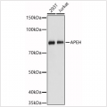KO-Validated APEH Rabbit pAb (20 μl)
