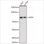 KO-Validated APEH Rabbit pAb (20 μl)
