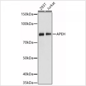 KO-Validated APEH Rabbit pAb (20 μl)