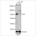KO-Validated FUS Rabbit pAb (20 μl)