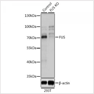 KO-Validated FUS Rabbit pAb (20 μl)