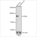 KO-Validated CSDE1 Rabbit pAb (20 μl)