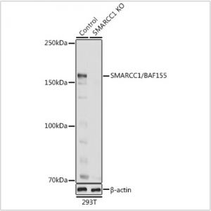 KO-Validated SMARCC1/BAF155 Rabbit pAb (20 μl)
