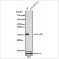 KO-Validated C21orf33 Rabbit pAb (20 μl)