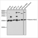 KO-Validated Histone H2A.Z Rabbit pAb (20 μl)