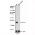 KO-Validated PDCD6 Rabbit pAb (20 μl)
