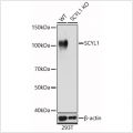 KO-Validated SCYL1 Rabbit pAb (20 μl)