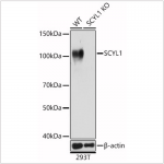 KO-Validated SCYL1 Rabbit pAb (20 μl)