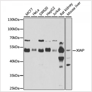 KO-Validated XIAP Rabbit pAb (20 μl)