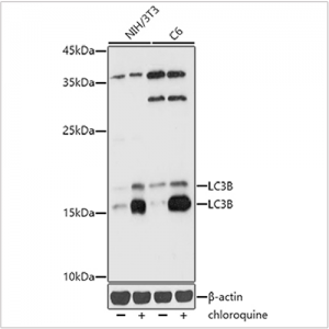 KD-Validated LC3B Rabbit pAb (20 μl)