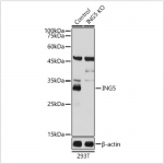 KO-Validated ING5 Rabbit pAb (20 μl)