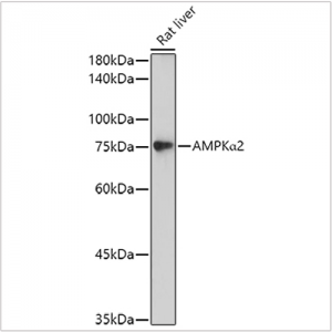 KO-Validated AMPKα2 Rabbit pAb (20 μl)