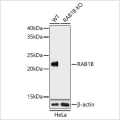 KO-Validated RAB1B Rabbit pAb (20 μl)