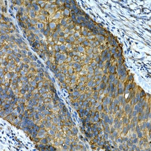 KO-Validated Integrin alpha 2 (ITGA2/CD49b) Rabbit pAb (20 μl)