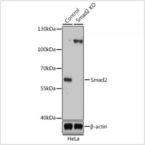 KO-Validated Smad2 Rabbit pAb (20 μl)