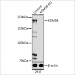 KO-Validated KDM5B Rabbit pAb (20 μl)