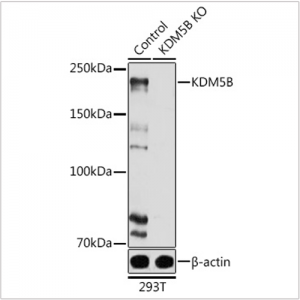 KO-Validated KDM5B Rabbit pAb (20 μl)