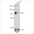 KO-Validated DDIT4 Rabbit pAb (20 μl)