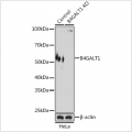 KO-Validated B4GALT1 Rabbit pAb (20 μl)
