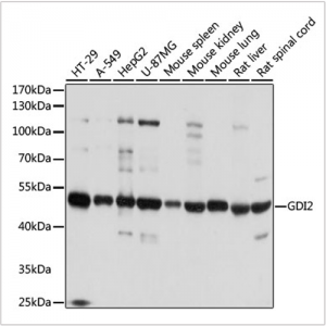 KO-Validated GDI2 Rabbit pAb (20 μl)