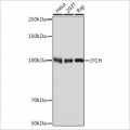 KO-Validated ITCH Rabbit mAb (20 μl)