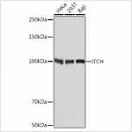 KO-Validated ITCH Rabbit mAb (20 μl)