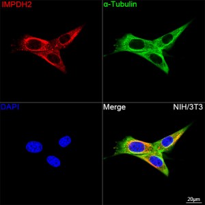 KO-Validated IMPDH2 Rabbit mAb (20 μl)