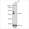 KO-Validated SETD7 Rabbit pAb (20 μl)
