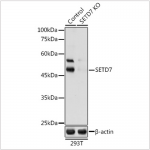 KO-Validated SETD7 Rabbit pAb (20 μl)