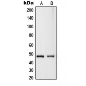 LifeSab™ RASSF8 Rabbit pAb (50 µl)