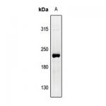 LifeSab™ Collagen-pan Rabbit pAb (50 µl)
