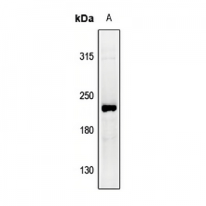 LifeSab™ Collagen-pan Rabbit pAb (50 µl)