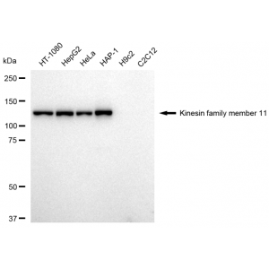 KD-Validated KIF11 Rabbit mAb (20 μl)