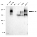 KD-Validated ABCB1 Rabbit mAb (20 μl)